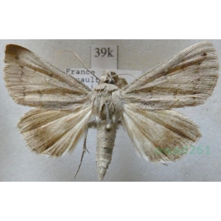 Clytie illunaris (Hübner, 1813) France39k